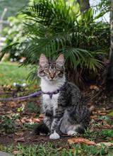 Los animales de compa&ntilde;&iacute;a, amigos de la salud mental