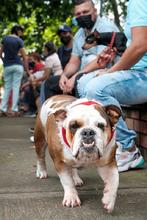 Los animales de compa&ntilde;&iacute;a, amigos de la salud mental
