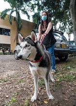 Los animales de compa&ntilde;&iacute;a, amigos de la salud mental