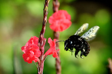 Parque Ambiental Coraz&oacute;n de Pance: un espacio para la protecci&oacute;n de las abejas 