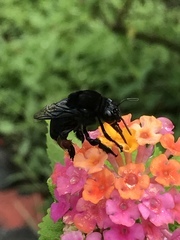 Parque Ambiental Coraz&oacute;n de Pance: un espacio para la protecci&oacute;n de las abejas 