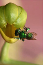 Parque Ambiental Coraz&oacute;n de Pance: un espacio para la protecci&oacute;n de las abejas 
