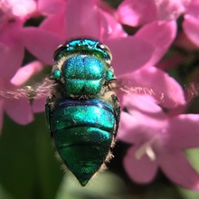 Parque Ambiental Coraz&oacute;n de Pance: un espacio para la protecci&oacute;n de las abejas 