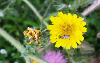 Parque Ambiental Coraz&oacute;n de Pance: un espacio para la protecci&oacute;n de las abejas 