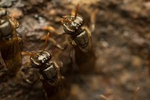Parque Ambiental Coraz&oacute;n de Pance: un espacio para la protecci&oacute;n de las abejas 
