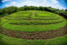 Con jardines, Cali le apuesta a la preservaci&oacute;n y la vida