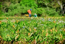 Con jardines, Cali le apuesta a la preservaci&oacute;n y la vida