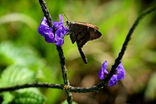 Con jardines, Cali le apuesta a la preservaci&oacute;n y la vida