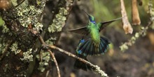 Colibr&iacute;es: siempre en movimiento como el coraz&oacute;n humano