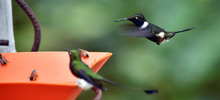 Colibr&iacute;es: siempre en movimiento como el coraz&oacute;n humano