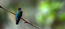 Colibr&iacute;es: siempre en movimiento como el coraz&oacute;n humano