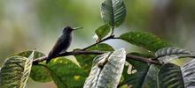 Colibr&iacute;es: siempre en movimiento como el coraz&oacute;n humano