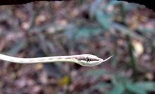 Liberados este a&ntilde;o 94 animales silvestres