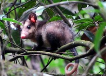 Liberados este a&ntilde;o 94 animales silvestres