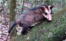 Liberados este a&ntilde;o 94 animales silvestres