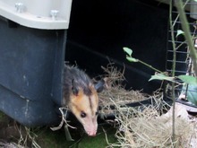 Liberados este a&ntilde;o 94 animales silvestres