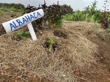 Huertas urbanas le apuntan a generar seguridad alimentaria y transformaci&oacute;n social