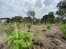 Huertas urbanas le apuntan a generar seguridad alimentaria y transformaci&oacute;n social