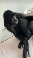 La fauna silvestre no es mascota