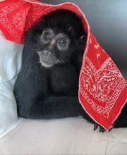 La fauna silvestre no es mascota