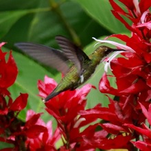 Humedal El Limonar: pulm&oacute;n de la ciudad recuperado para disfrute de los cale&ntilde;os  