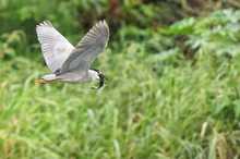 Humedal Charco Azul, un lugar ideal para el avistamiento de aves en el oriente de Cali