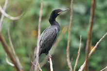 Humedal Charco Azul, un lugar ideal para el avistamiento de aves en el oriente de Cali