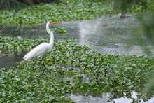 Humedal Charco Azul, un lugar ideal para el avistamiento de aves en el oriente de Cali