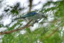 Humedal Charco Azul, un lugar ideal para el avistamiento de aves en el oriente de Cali