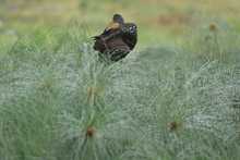 Humedal Charco Azul, un lugar ideal para el avistamiento de aves en el oriente de Cali