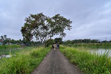 Reconociendo los humedales urbanos de la capital vallecaucana