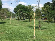 Un bosque con 4.100 &aacute;rboles ser&aacute; entregado a la Comuna 21