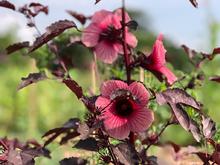 Desarrollo Econ&oacute;mico visita huertas comunitarias del jarill&oacute;n para articular estrategias sostenibles en Cali