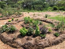 Desarrollo Econ&oacute;mico visita huertas comunitarias del jarill&oacute;n para articular estrategias sostenibles en Cali