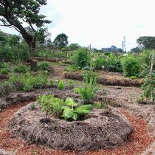 &ldquo;Queremos tener a Cali como l&iacute;der en el sistema de huertas comunitarias urbanas&rdquo;: Jorge Iv&aacute;n Ospina