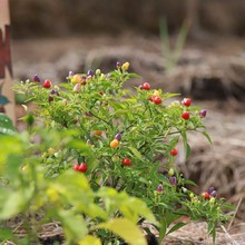&ldquo;Queremos tener a Cali como l&iacute;der en el sistema de huertas comunitarias urbanas&rdquo;: Jorge Iv&aacute;n Ospina
