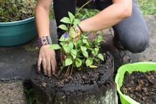 Estrategias para atraer a las aves y disfrutarlas en 