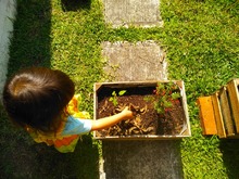 Estrategias para atraer a las aves y disfrutarlas en 