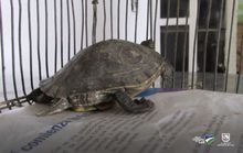 Operativo contra el tr&aacute;fico y maltrato animal