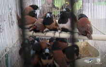 Operativo contra el tr&aacute;fico y maltrato animal