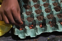 Florece un proyecto transversal e integrador gestado en tiempos de pandemia