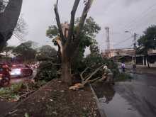 Equipos operativos del DAGMA contin&uacute;an atendiendo emergencia por vendaval 