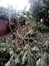 Cierran Ecoparque P&iacute;sanos por afectaciones arb&oacute;reas