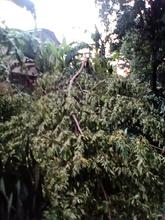 Cierran Ecoparque P&iacute;sanos por afectaciones arb&oacute;reas