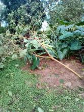 Cierran Ecoparque P&iacute;sanos por afectaciones arb&oacute;reas