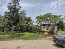 Deficiente desarrollo radicular ocasion&oacute; la ca&iacute;da de &aacute;rboles en Cali 