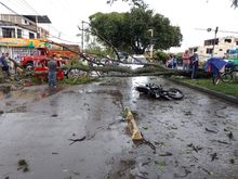 Deficiente desarrollo radicular ocasion&oacute; la ca&iacute;da de &aacute;rboles en Cali 