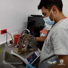 Entrega voluntaria de Tigrillo v&iacute;ctima de tr&aacute;fico de fauna