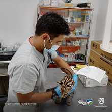 Entrega voluntaria de Tigrillo v&iacute;ctima de tr&aacute;fico de fauna