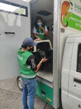 Entrega voluntaria de Tigrillo v&iacute;ctima de tr&aacute;fico de fauna